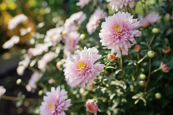 公园的菊花图片