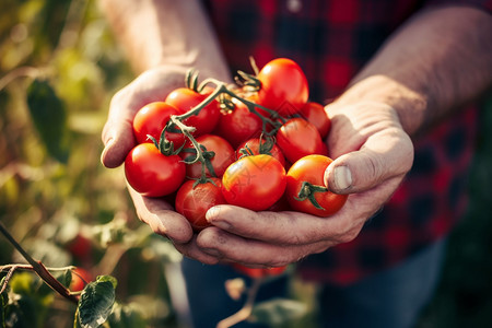 农民的手新鲜采摘的小番茄背景