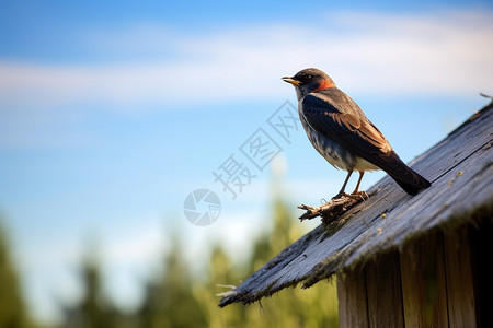 站在屋顶上的小鸟图片