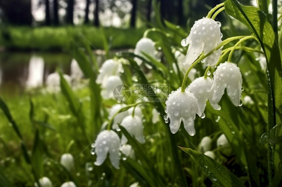 雨水打湿了百合花图片