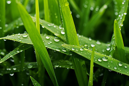 清晨满是露水的草原景观图片