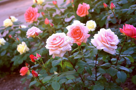 花园的玫瑰花图片