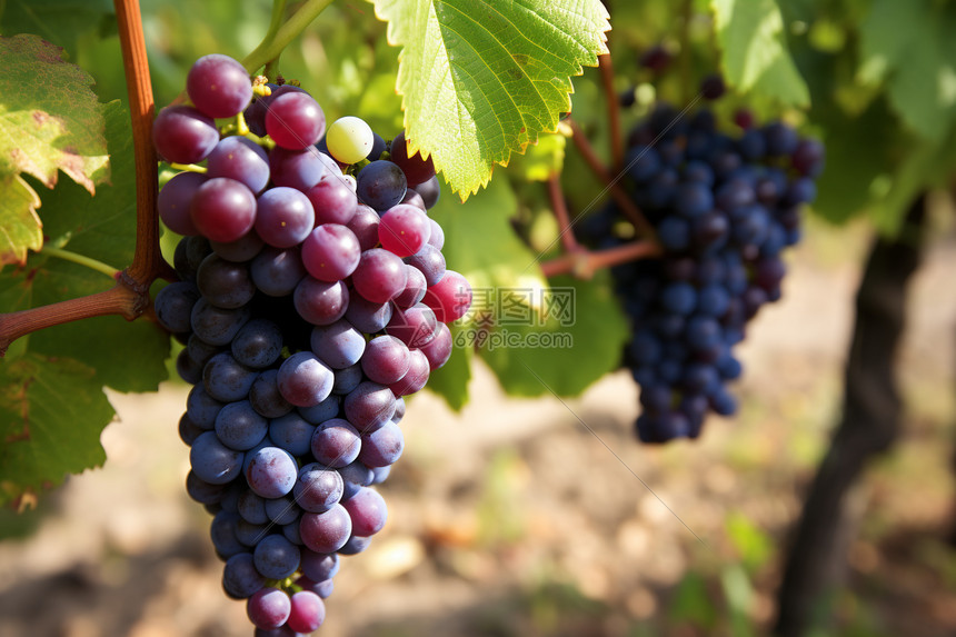 乡村庄园种植的葡萄图片