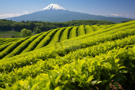 夏天山脉中的茶园景观图片