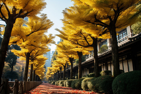 东京建筑冬季城市大道的美丽景观背景