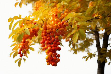 秋天果树长满浆果的果树背景