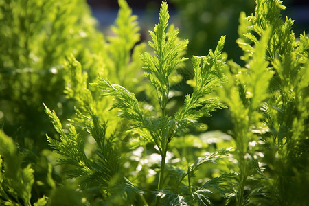 绿色植物图片