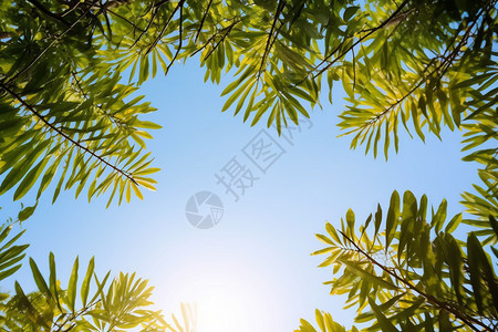 阳光下的棕榈树树叶图片