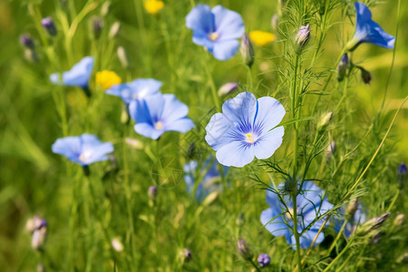 美丽的蓝色花朵图片