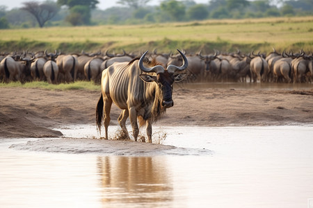 非洲牛羚图片