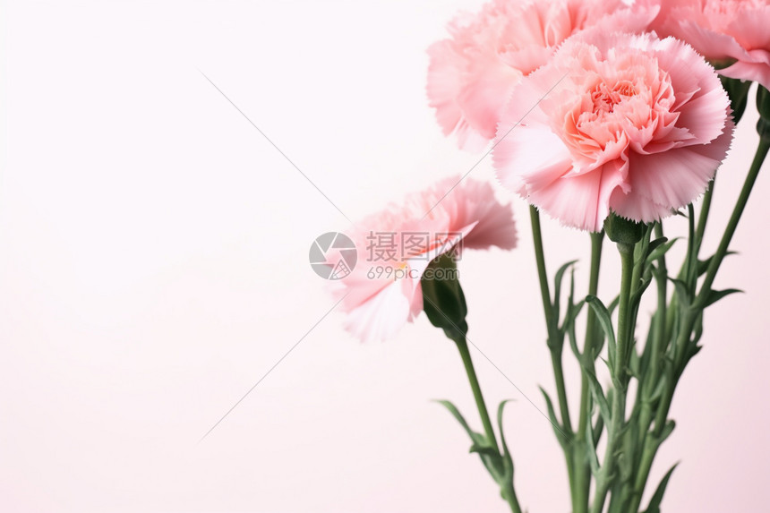 粉红色康乃馨图片