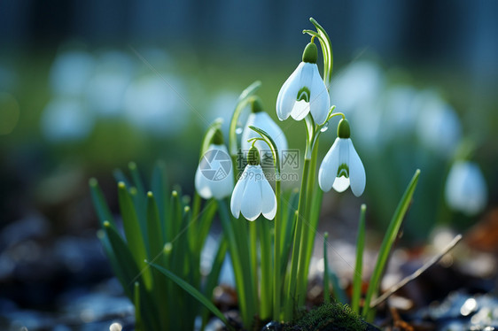 公园中的雪花莲图片