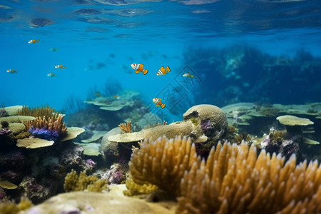 水族馆里的小丑鱼图片