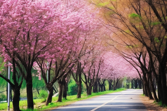 粉红色的樱花道路图片