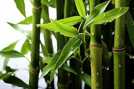绿色的竹海图片