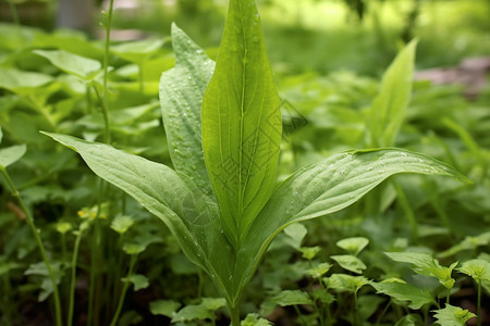 茁壮成长的蔬菜高清图片