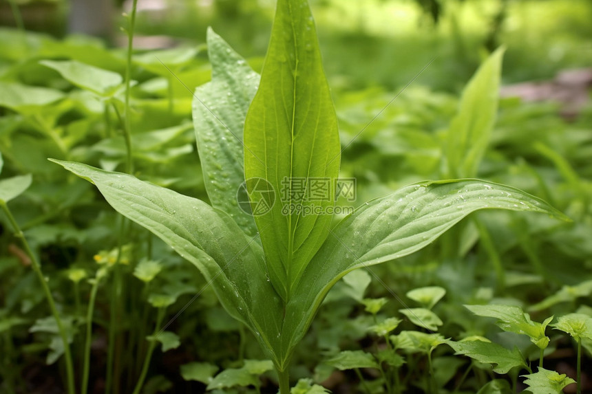 茁壮成长的蔬菜图片