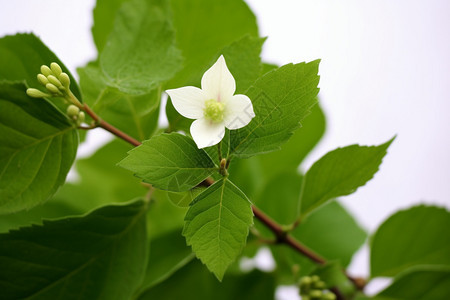 绿色健康的开花植物图片