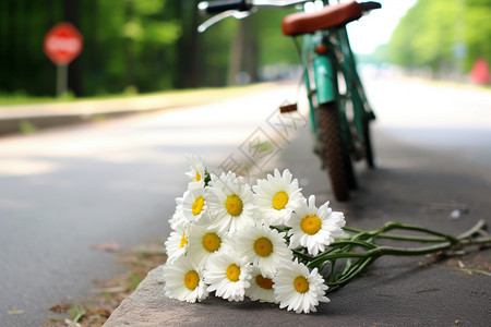 沥青道路上的菊花图片