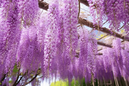 开花的紫藤树图片
