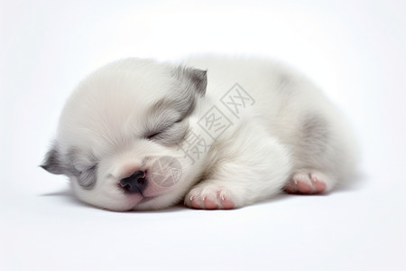 睡觉的婴儿狗背景图片