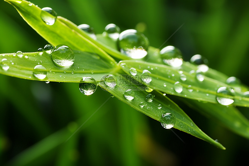 雨后森林中的树叶图片