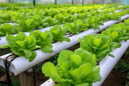 成长收获现代蔬菜种植技术背景