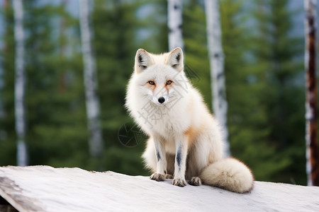 森林里孤独的狐狸图片