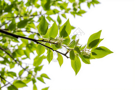 枝头繁茂的树叶图片