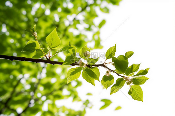 夏天枝头绿色的叶子图片