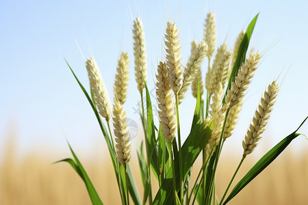 秋天农场中的小麦作物图片
