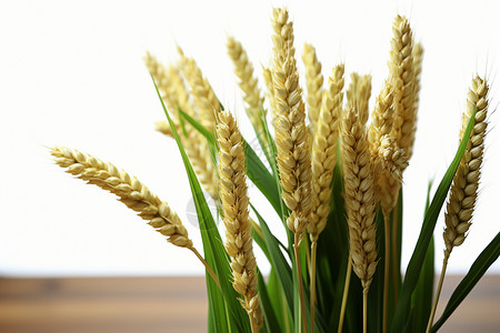 乡村种植的小麦作物图片