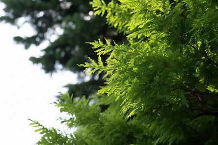 夏天森林公园的灌木丛景观图片