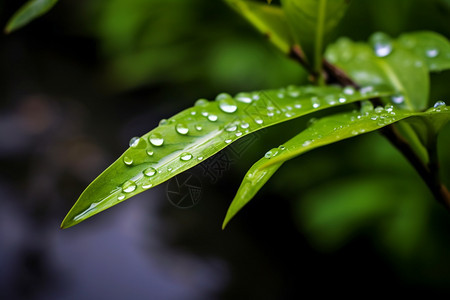 夏天花园中树叶上的露水图片