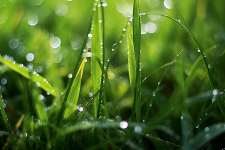 二十四节气白露森林草地上雨滴的景观背景