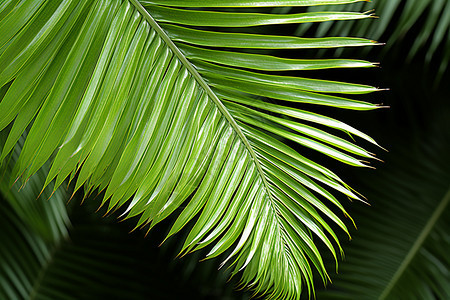 户外棕榈植物的叶子背景图片