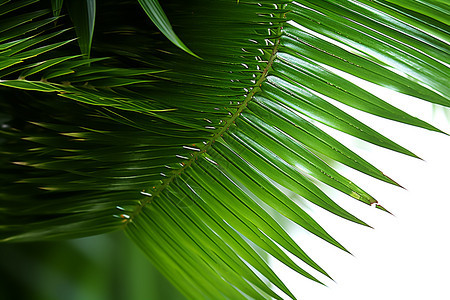 热带地区棕榈植物的叶子图片