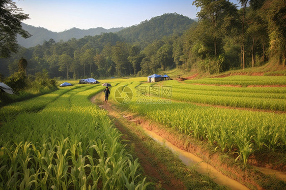 种着水稻的泰国农田图片
