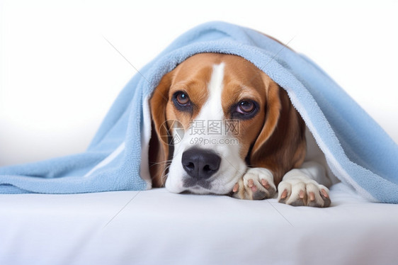 身上披着毯子的狗狗图片