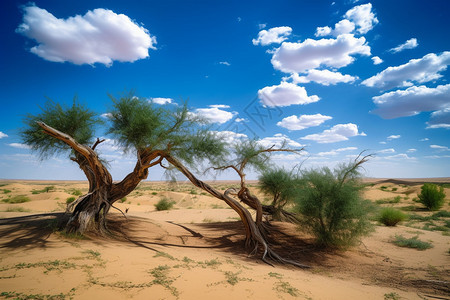 沙漠中生长的植物图片