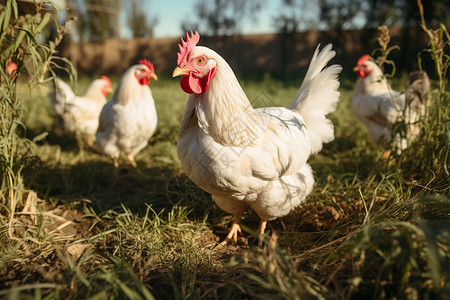 农业乡村养殖场中的公鸡图片