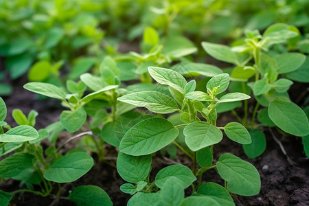 大豆叶子田里的蔬菜背景