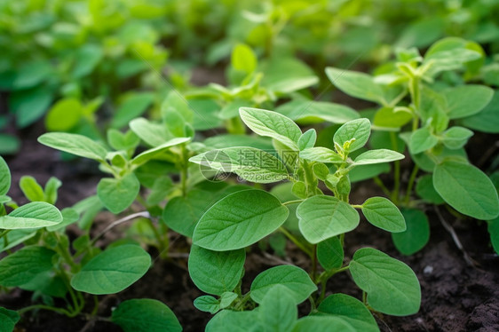 田里的蔬菜图片