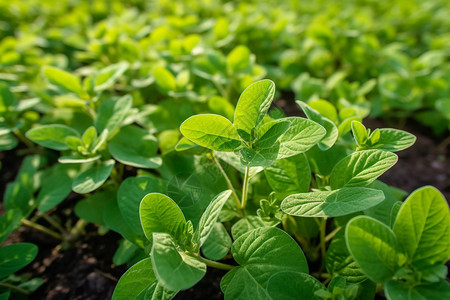 土壤里种植的蔬菜图片