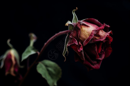 死亡凋落的玫瑰花朵背景图片