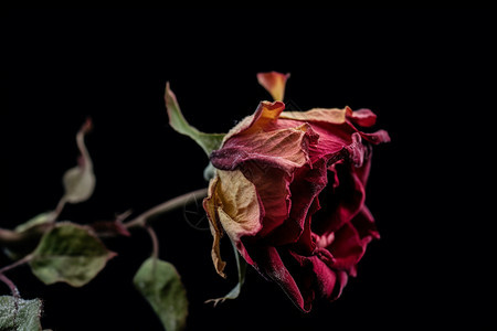黑色背景上枯萎的红色玫瑰图片