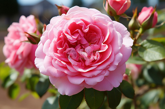 花园中盛开的粉色玫瑰花朵图片