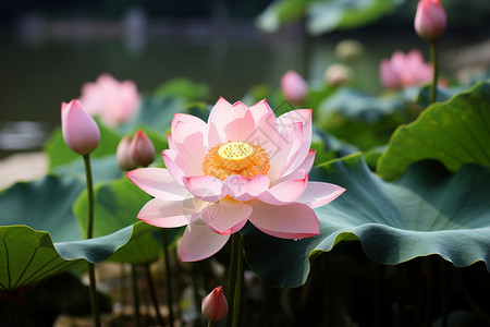 夏天池塘中盛开的莲花图片