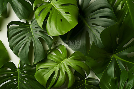 棕榈植物绿色叶子图片
