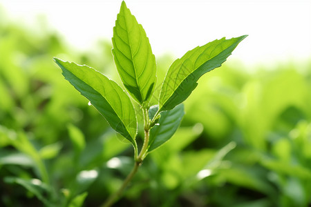 大豆种植土壤中的大豆作物背景